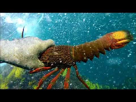 Catching Lobster hints and tips