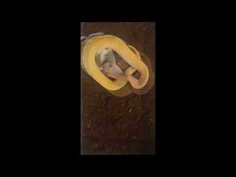 Ball Python