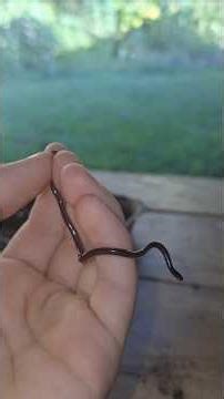 Brahminy blind snake in hawaii #snake #reptile #hawaii #viral #catchandrelease #nature #outdoors
