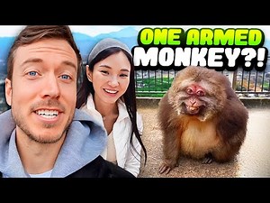 The Untold Story of XingXing - China's VIRAL ONE ARMED MONKEY