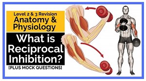 What is Reciprocal Inhibition?