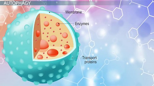 Apoptosis vs. Autophagy | Differences & Examples