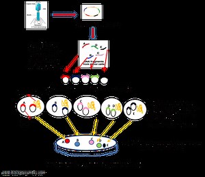Genomic Library: Definition and Steps in the Construction of Genomic Library