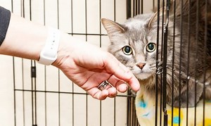 Where Can I Surrender My Cat for Free? - 6 Trusted Places