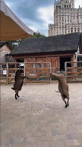 Epic Goat Fight: Who Will Win?