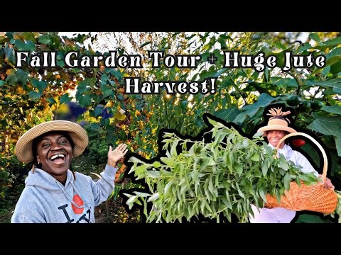 Fall Garden Tour + Huge Jute Leaf Harvest | End of Season Update + Remaining Veggies In My Garden!