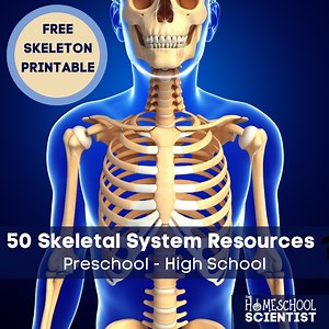 Skeletal System Activities and Resources