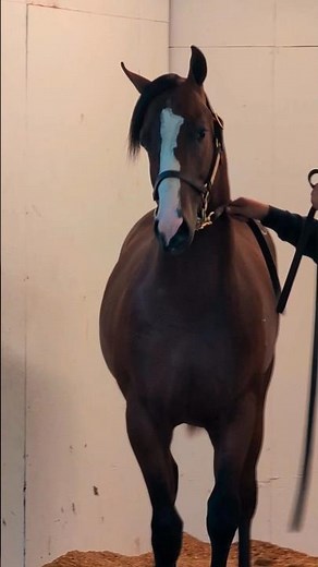 Pyc Paint Your Wagon