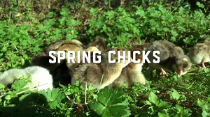46K views · 271 reactions | [SOUND ON - for cuteness overload.] From hawk-proof birds to ultra-rare exotic breeds, we raise the world’s most beautiful chickens. Our spring chicks are here—but hurry, they won’t be for long. | Greenfire Farms | Facebook