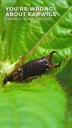 Embracing Earwigs: Surprising Garden Helpers! 🌿 🐛✨ Did you know that earwigs can be beneficial allies in your garden? These tiny insects, despite their somewhat intimidating appearance, actually play a valuable role in maintaining a balanced ecosystem. Here's why you might want to welcome them into your garden! 🌼🐜 Earwigs are natural predators that feed on aphids, mites, and other small garden pests. They can help control populations of destructive insects, reducing the need for harsh pestic