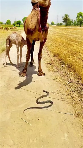Stunning Camel Beauty and Amazing Sights