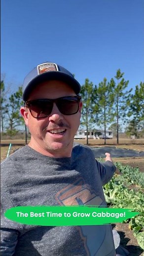 The Best Time to Grow Cabbage! #backyardgrocerystore