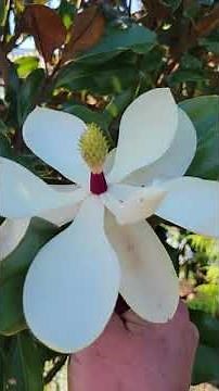 Bracken's Brown Beauty Southern Magnolia