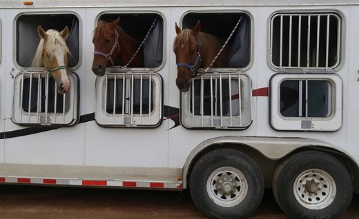 Best Horse Trailer Replacement Windows - An Extensive Guide