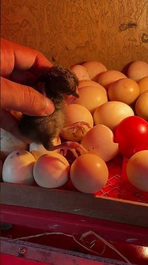 Abnormal baby chick hatching in my egg incubator