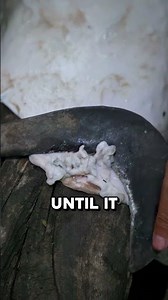 How Donkey Hide Became a Survival Essential