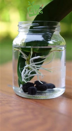 La méthode la plus facile pour multiplier une orchidée avec une feuille 🌸 | Gadgets d'Eve