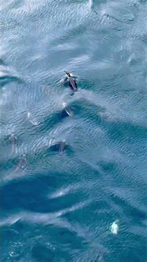 King Penguins are AMAZING swimmers!