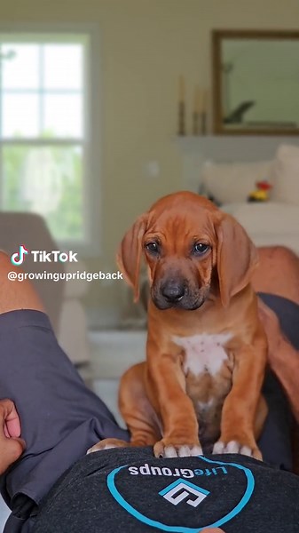 Unique Rhodesian Ridgeback Puppies Compilation