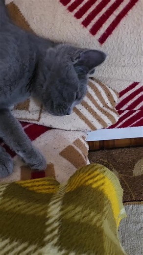 ǤᖇᗩƳ ᗯᗝᒪᖴ TikTok'ta