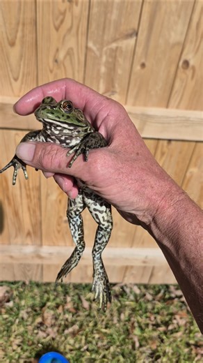 big frog in pool #animals