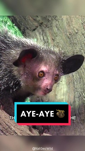 Aye-Aye: The Mysterious Primate of Madagascar