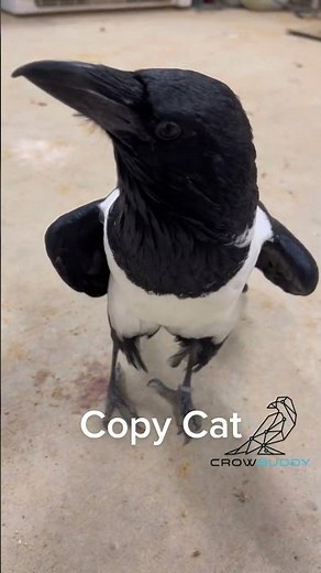 The Amazing Talking Crow Who Mimics Human Speech