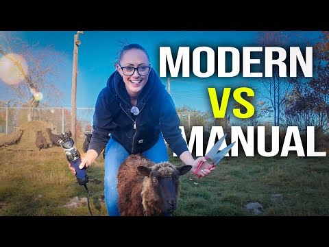 Electric vs Hand Shearing | Which Sheep Shearing Tool is Best for Beginners?