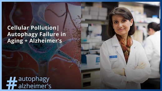 Ana Maria Cuervo, M.D., Ph.D., explains how the cellular recycling process known as autophagy slows down as we age, resulting in cellular pollution. She shares the top three things she and her colleagues have learned about the connections between autophagy failure, aging, Alzheimer's, and other diseases. Dr. Cuervo also introduces the members of her large interdisciplinary team who are working to study the effects of autophagy on the body as a whole. | Albert Einstein College of Medicine