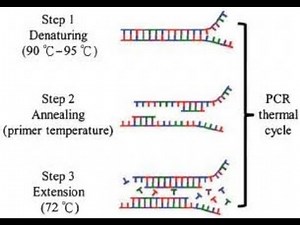 PCR cycle (Polymerase Chain Reaction Cycle); Denaturation, Annealing, Extension