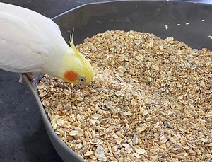Homemade Cockatiel Seed and Grain Mix Recipe