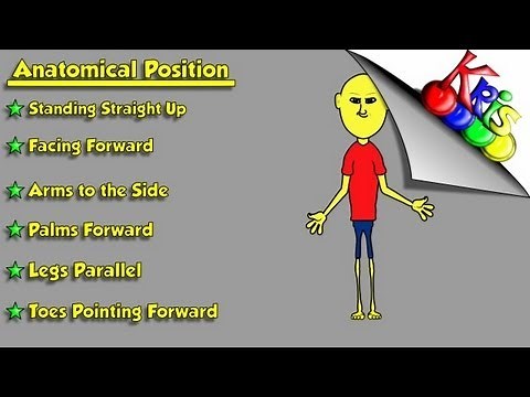 Anatomical Position → Describes The Anatomical Position || BY: Kinesiology Kris