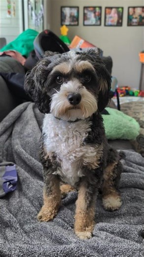 Loki the Cavapoo is NOT Impressed by Dad's Request 😂