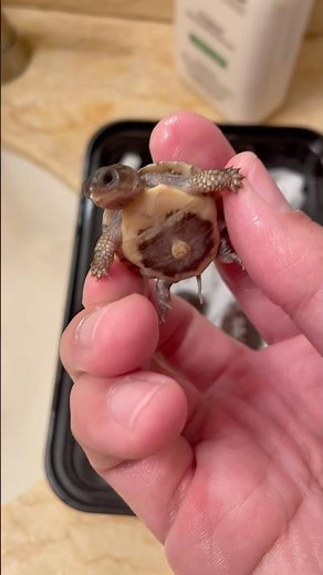 Cutest Baby Turtle Hatchling Ever! | Eastern Box Turtle Up Close