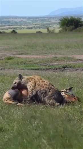 Hyena vs Deer Hunt – Real Wildlife #wildlife #wildanimals #naturelovers #nature #live #like #deer