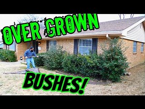 Trimming very over grown bushes / leaf clean up / answering comments