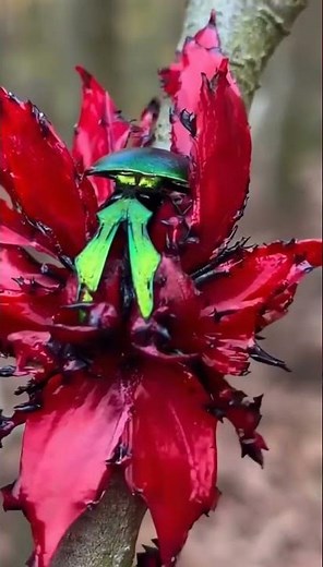 The Thorn-trap bug (Chrysoflos periculosus): Physical contact triggers a deimatic display.