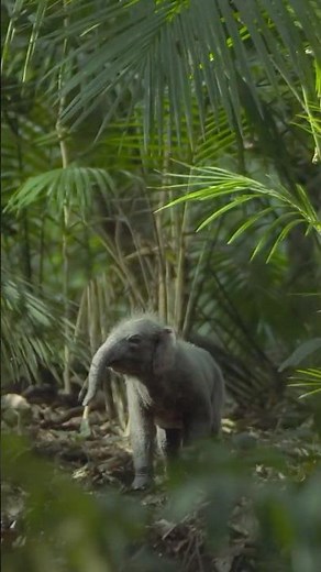 These little guys really existed. #PrehistoricPlanetIceAge — Now Streaming