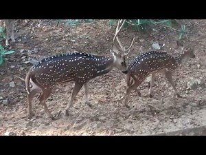 Funny animal mating fails spotted deer