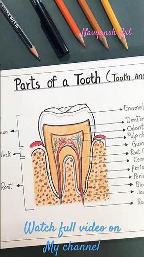 Parts of a Tooth labelled diagram🦷 / Structure of Tooth #Class10th #sciencediagram #art