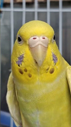 Beautiful Yellow-Green Female Budgie Close-Up | Stunning Bird Portrait in 4K