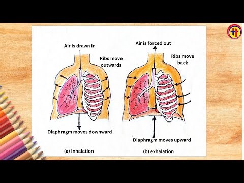 How to Draw Mechanism of Breathing Diagram | Class 7 Science | Easy for Exam