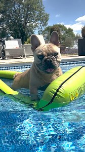 477K views · 10K reactions | Watch him hop onto his floaty in the pool  TJ The Frenchie's mom, Molly, told us about discovering his love of water, and his slow progression from them holding him in the pool to him jumping into rivers and oceans! Keep up with TJ The Frenchie on Instagram: https://thedo.do/tj-the-frenchie. | The Dodo | Facebook