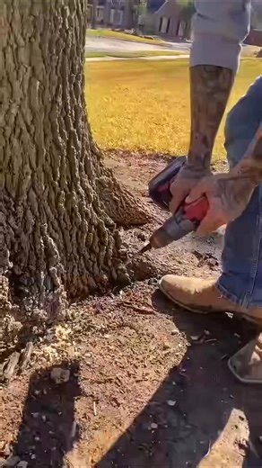 This comes with tree work🌳 #squirrel #treeservice #treeservicenearme | Janny Tree