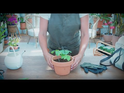 How to Grow and Care For Moonflower