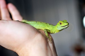 How to Choose and Care for a Pet Lizard