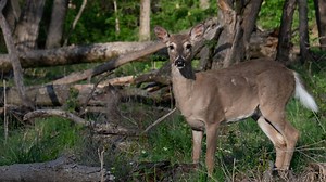 Hunting season in Ohio: Here are the dates to know for deer, wild turkey, small game and more