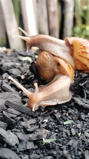 Snail life creeps in the wild