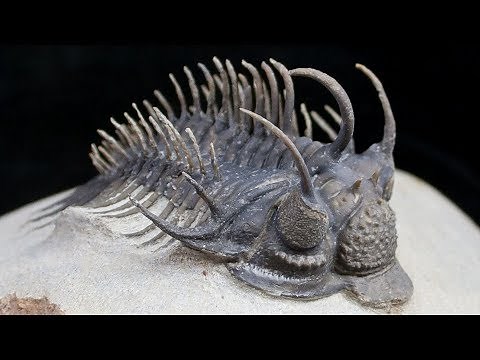 Triumph of the Trilobites