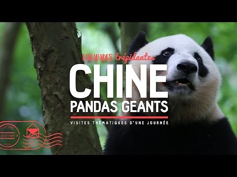 CHINE ★ Les pandas géants ★ Centre de Recherche de Chengdu ☀ Sichuan ☀ [Documentaire]